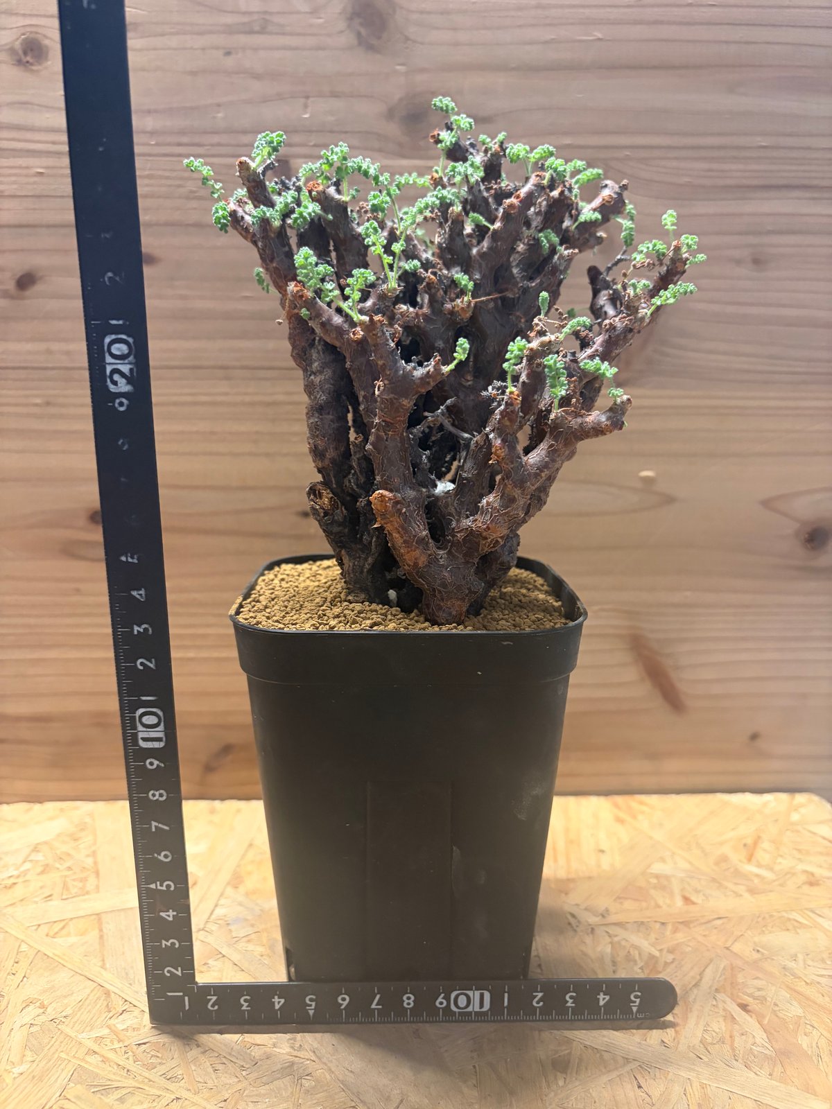 ペラルゴニウム　アルテルナンス ペラルゴニウム アルテルナンス | GREEN LUCK