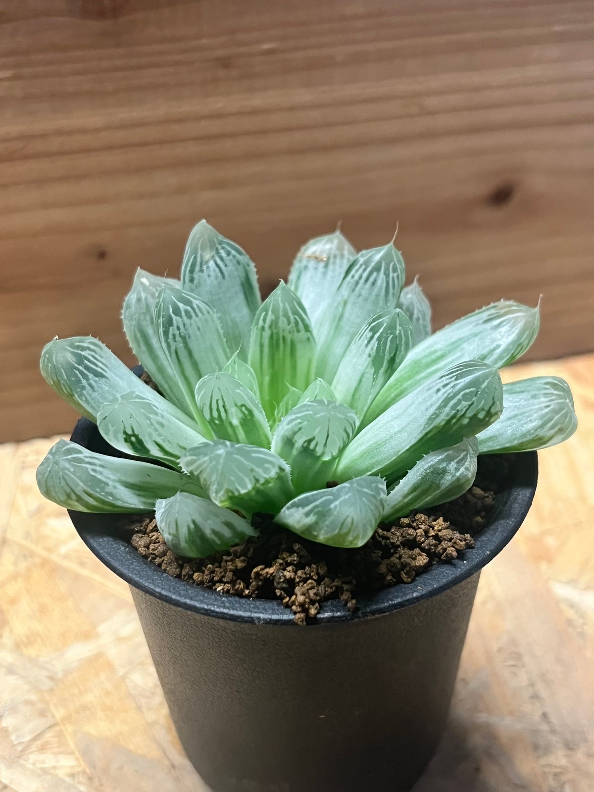 多肉植物　ハオルチア　オブツーサ ハオルチア オブツーサ 錦 | GREEN LUCK