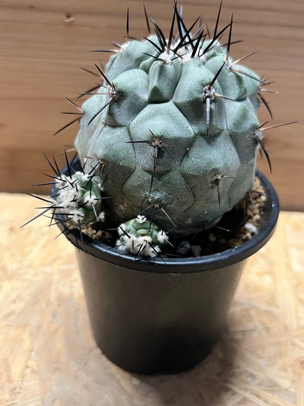 コ*タ様 【実生】Copiapoa　コピアポア シネレア　黒王丸 コピアポア シネレア 黒王丸 実生 | GREEN LUCK