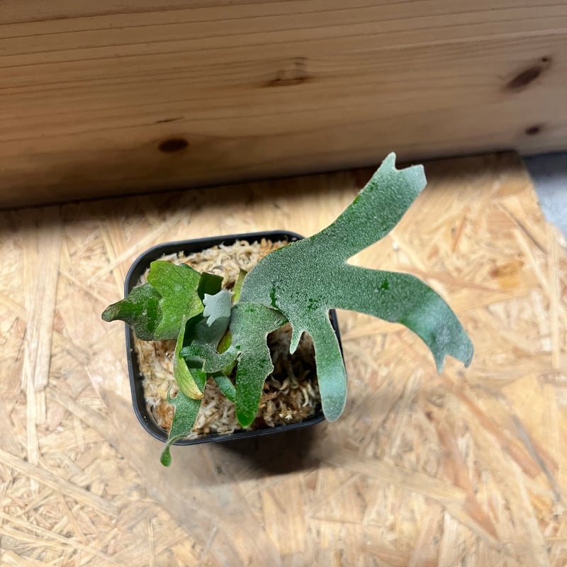 ビカクシダ ウィリンキー 'ジュエル' | GREEN LUCK