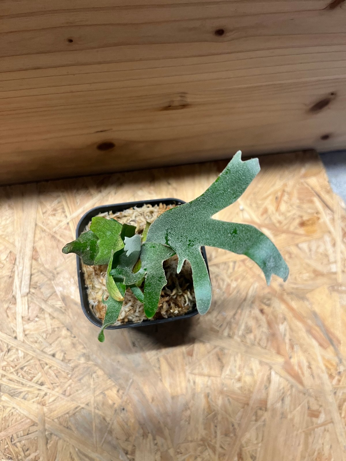 ビカクシダ ウィリンキー 'ジュエル' | GREEN LUCK