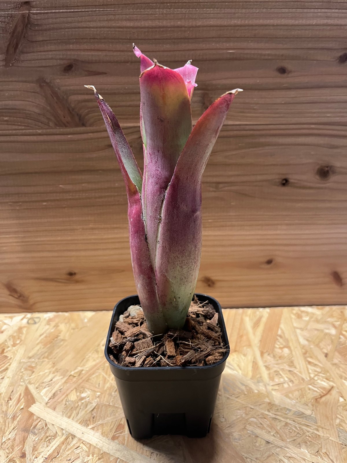 [最終値下]Neoregelia bahiana ネオレゲリア　バヒアナ fit=scale-down,w=1200