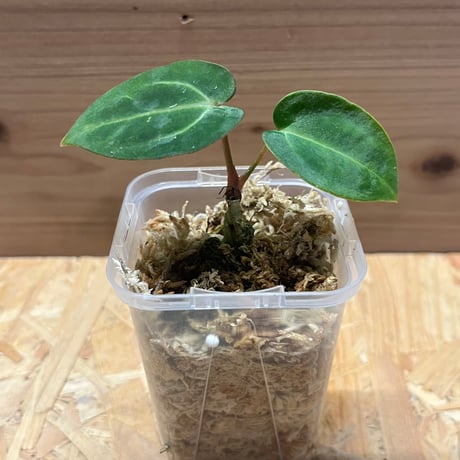 anthurium | STORES anthurium | STORES