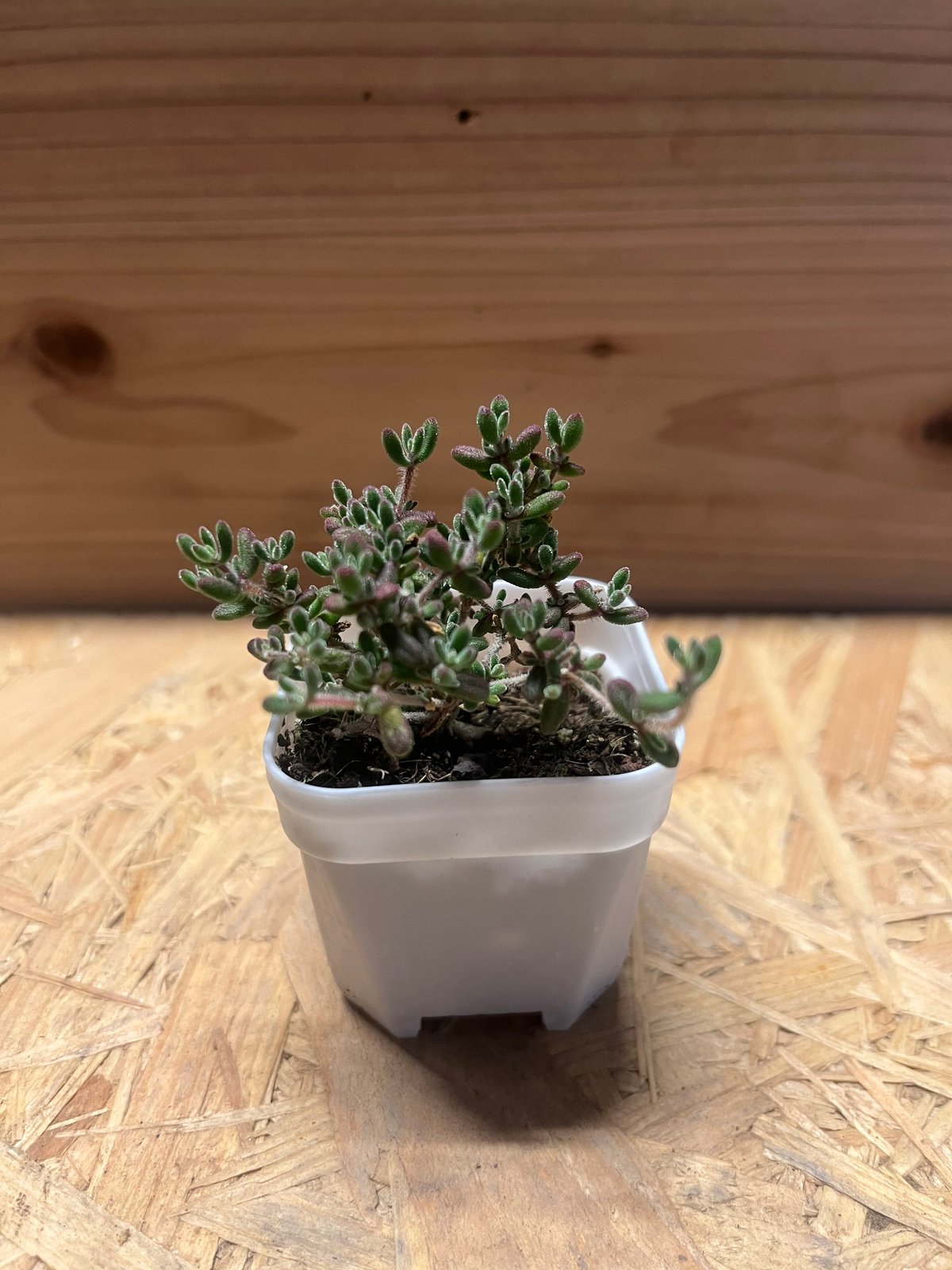 ドロサンテマム sp.Skilpad | GREEN LUCK