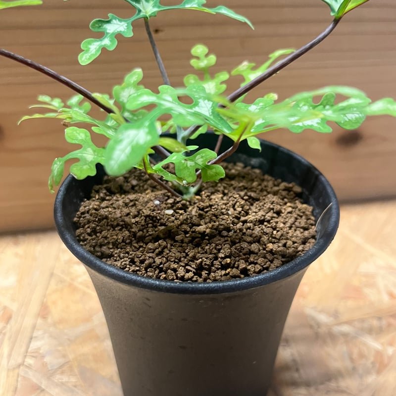 アデニア　ペリエリ アデニア ペリエリ Adenia perrieri No.046 | 芽の巣山