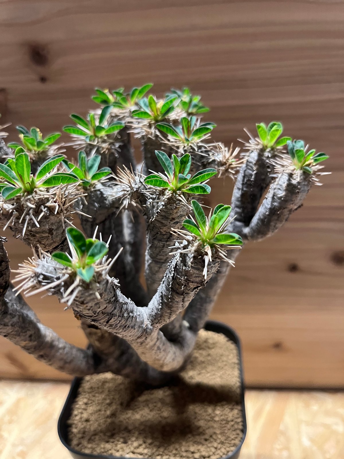 【大株】ユーフォルビア ギラウミニアナ 現地球 発根済み 塊根植物 パキプス 大株】ユーフォルビア ギラウミニアナ 現地球 発根済み 塊根植物