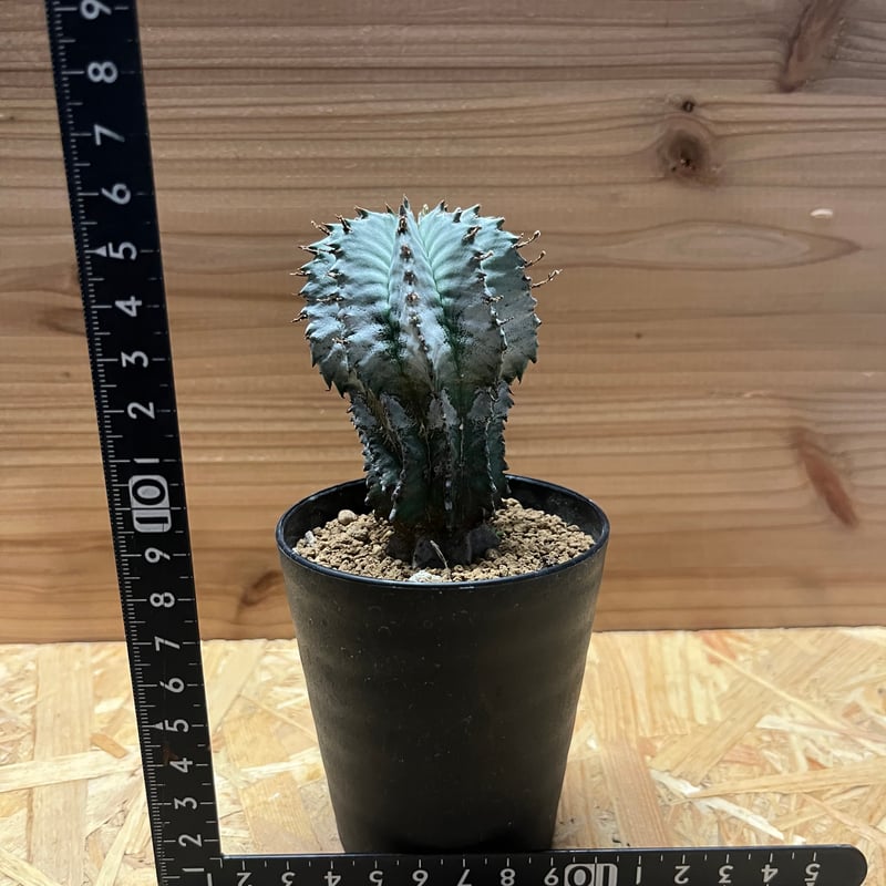 ユーフォルビア　ホリダ（美くびれ） ユーフォルビア：ホリダ 7号鉢植え 23-03 の通販 | 園芸ネット