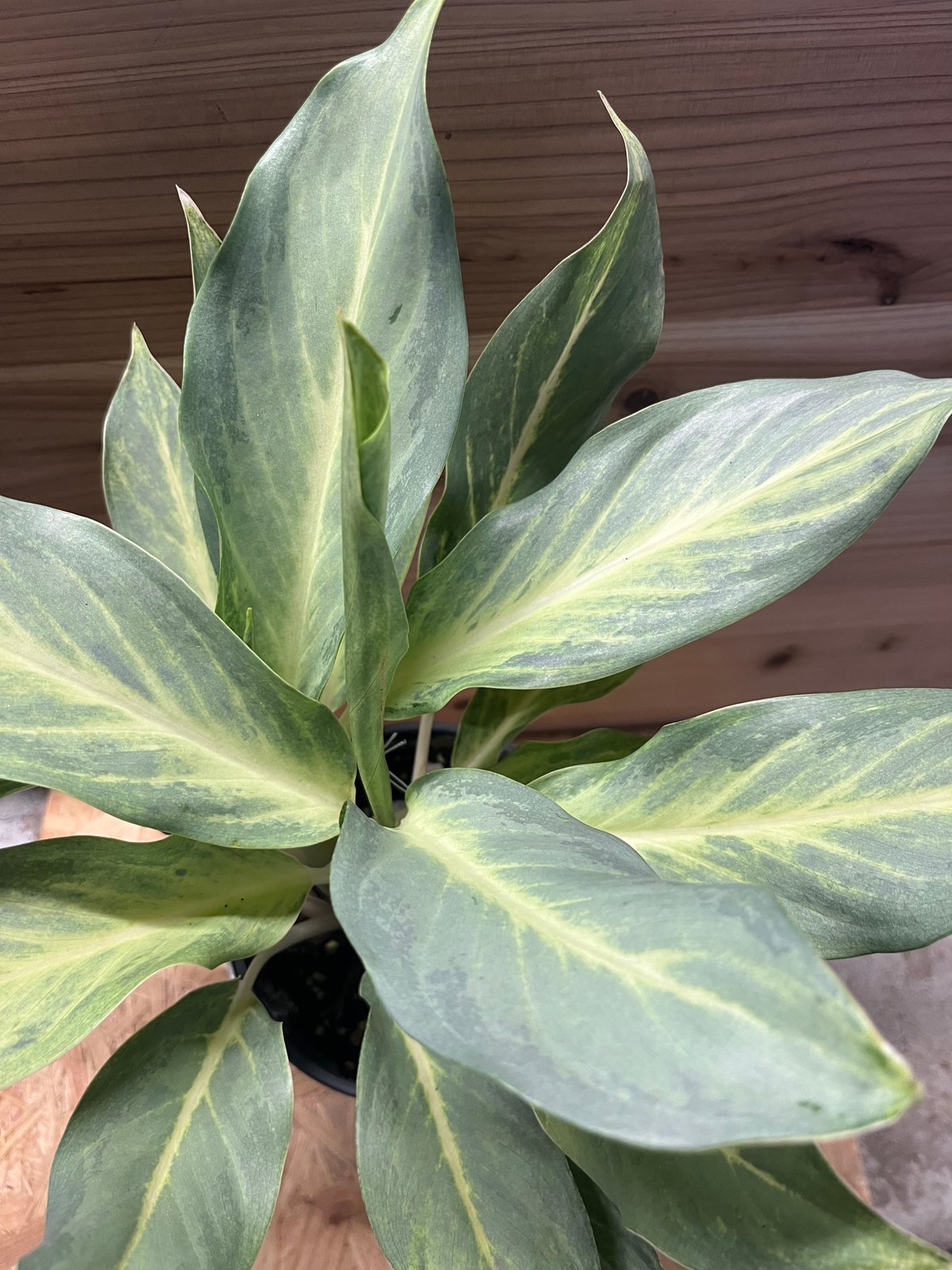 アグラオネマ ネオン Aglaonema パルダリウム サトイモ科 【公式