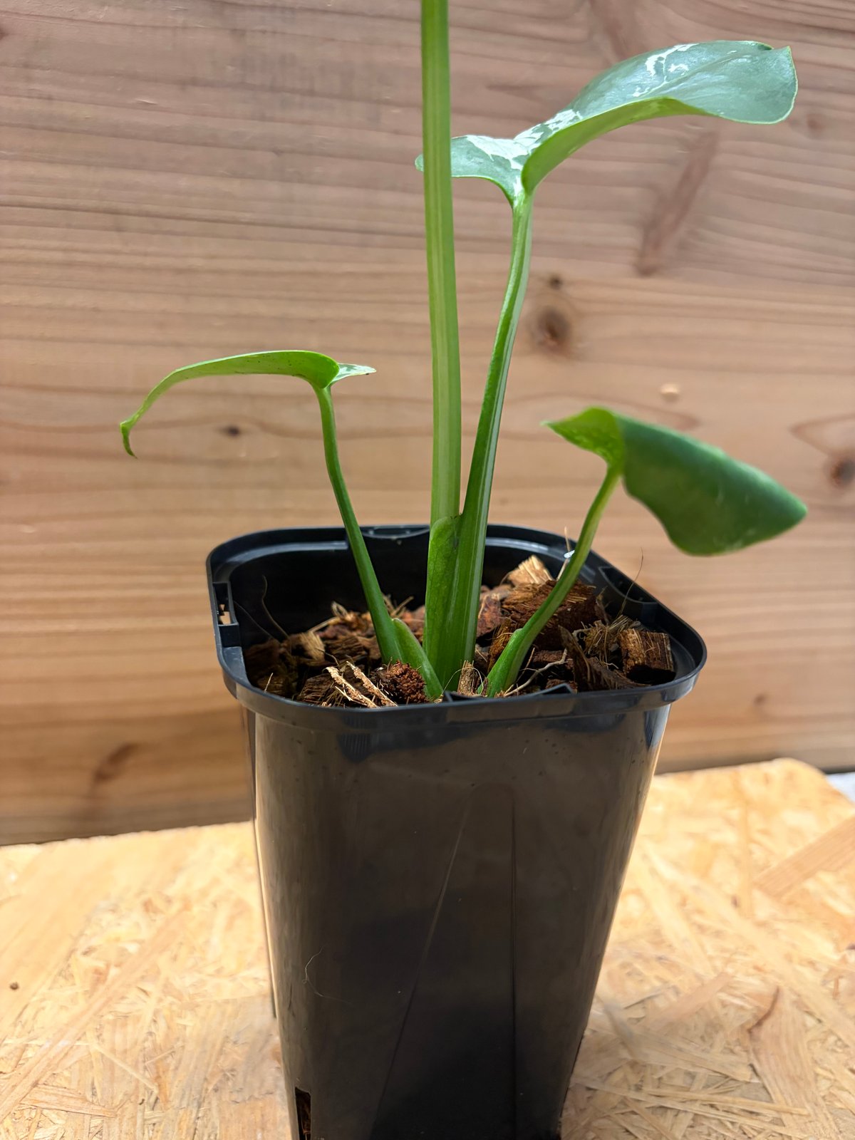 モンステラ デリシオーサ 'バルバソー' | GREEN LUCK