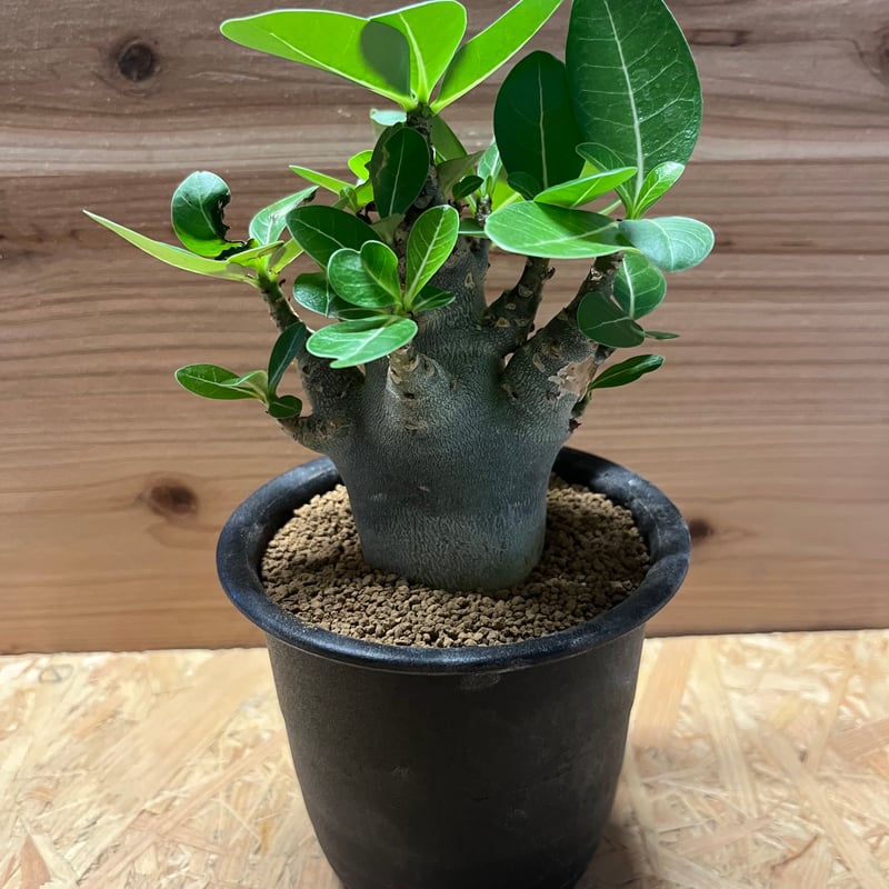 【激レア/ブラックスキン/ドワーフ 】アデニウム アラビカム ガラメー B-6 激レア/ブラックスキン/ドワーフ 】アデニウム アラビカム