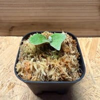 アグラオネマ カーティシー 山採りワイルド株 | GREEN LUCK