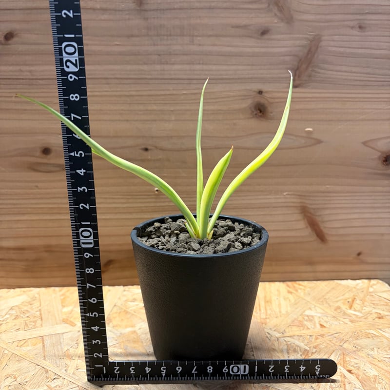 サンスベリア 'ダンシングドラゴン' 斑入り | GREEN LUCK