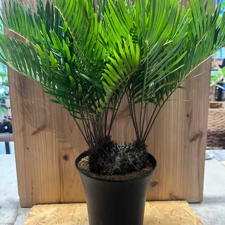 フロリダーナ | STORES フロリダーナ | STORES