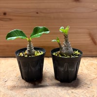 パキポディウム　ウィンゾリー