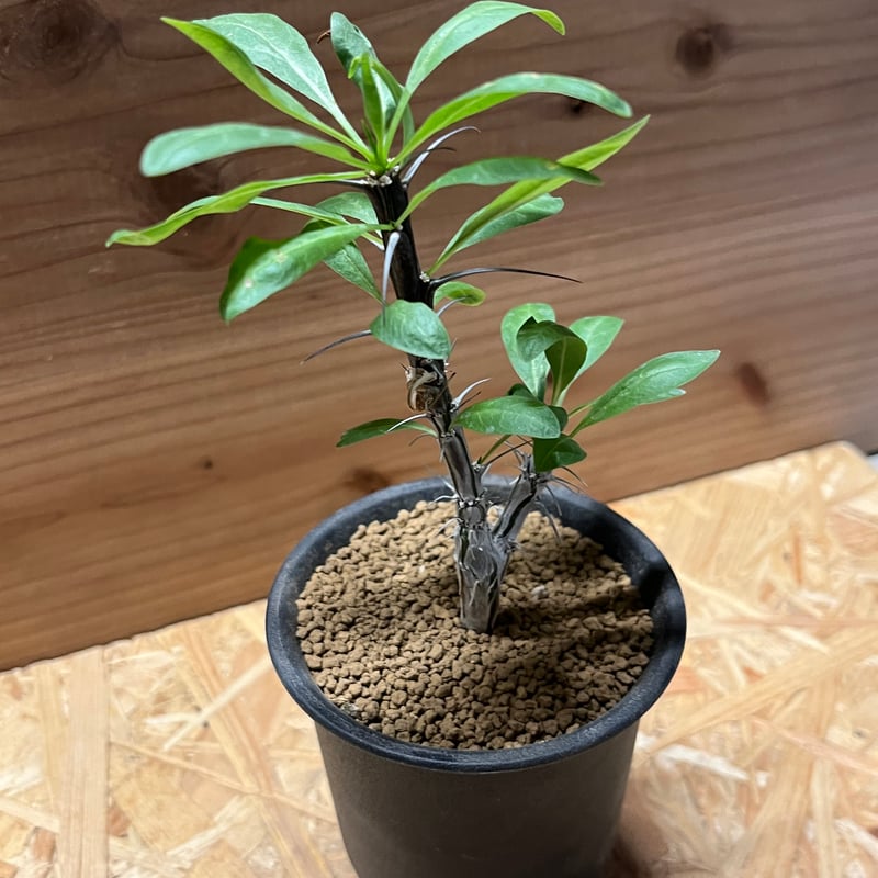 フォークイエリア スプレンデンス | GREEN LUCK