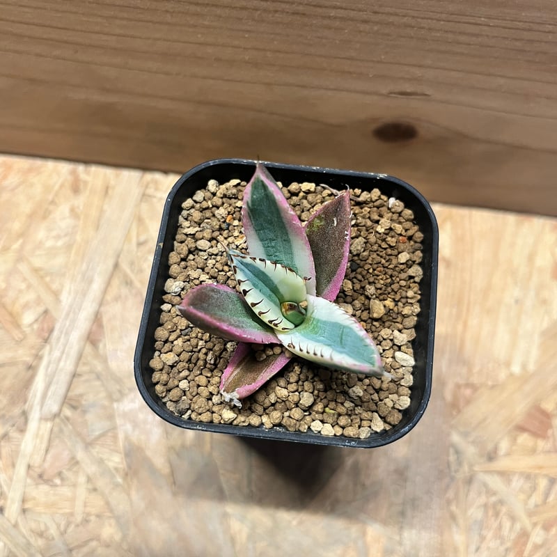 アガベ チタノタ スナグルトゥース | GREEN LUCK