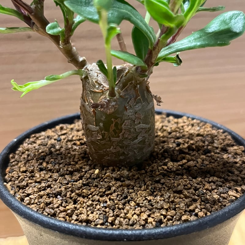 オトンナ ロバタ | GREEN LUCK