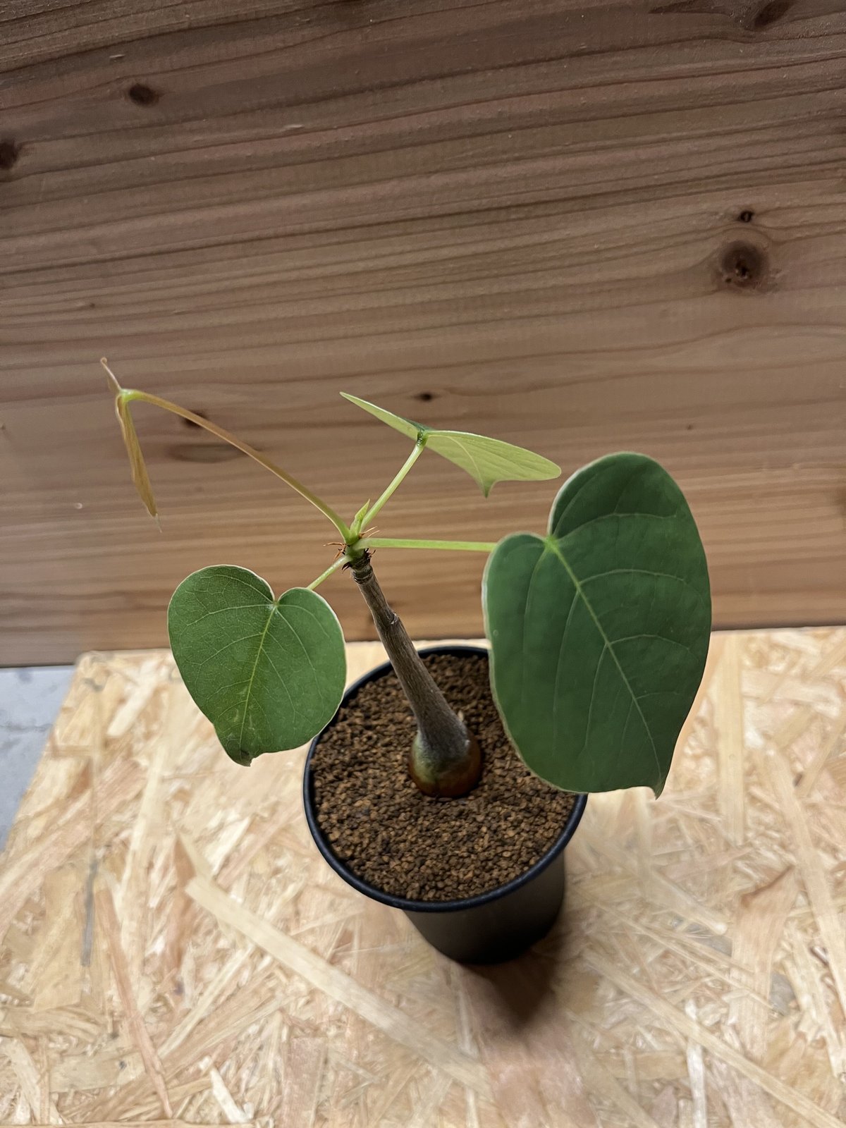 プセウドボンバックス エリプティクム | GREEN LUCK