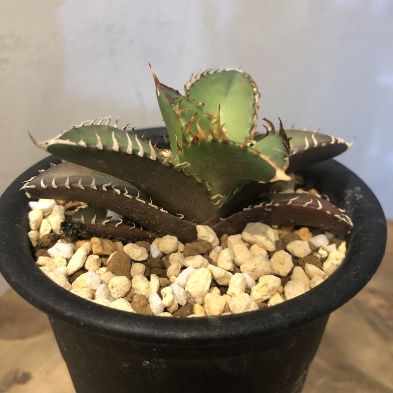 アガベ チタノタ レッドキャットウィーズル | GREEN LUCK