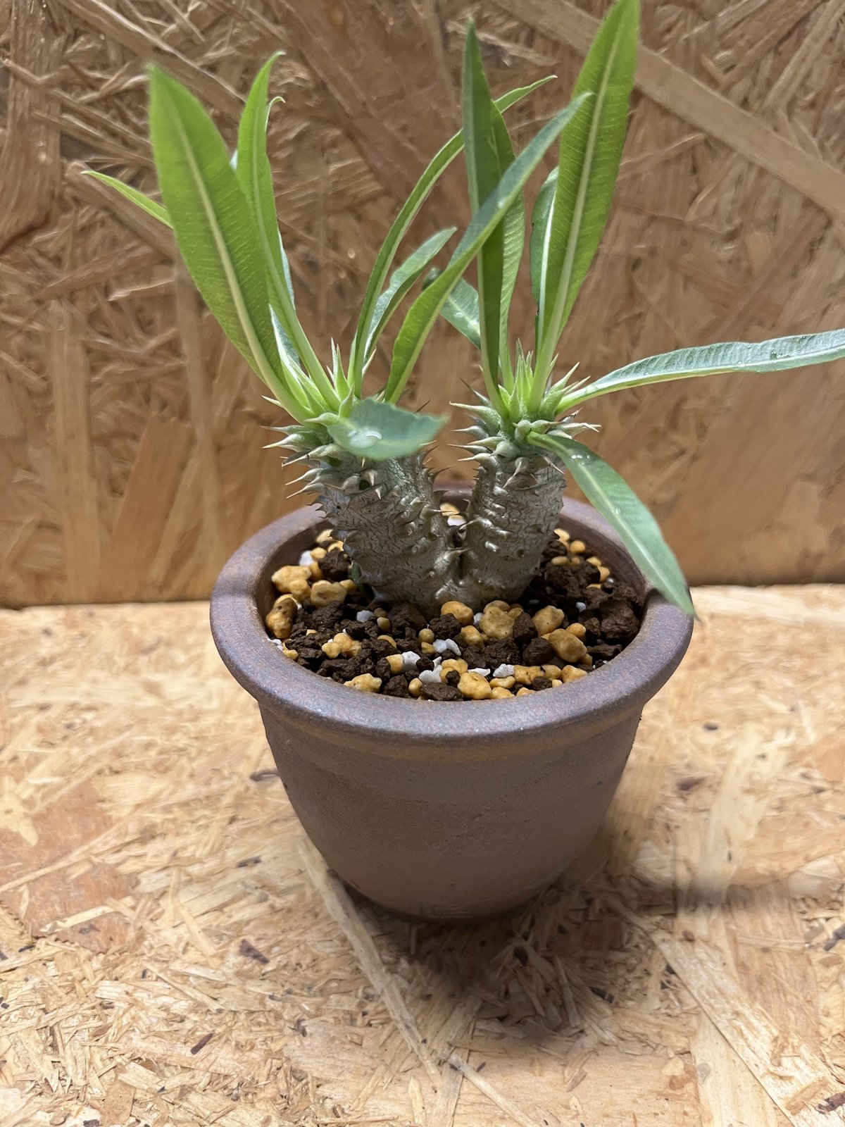 パキポディウム ロスラツム ロスラーツム 象牙宮◆鉢ごと パキポディウム ロスラーツム2頭×伝市鉢 | GREEN LUCK