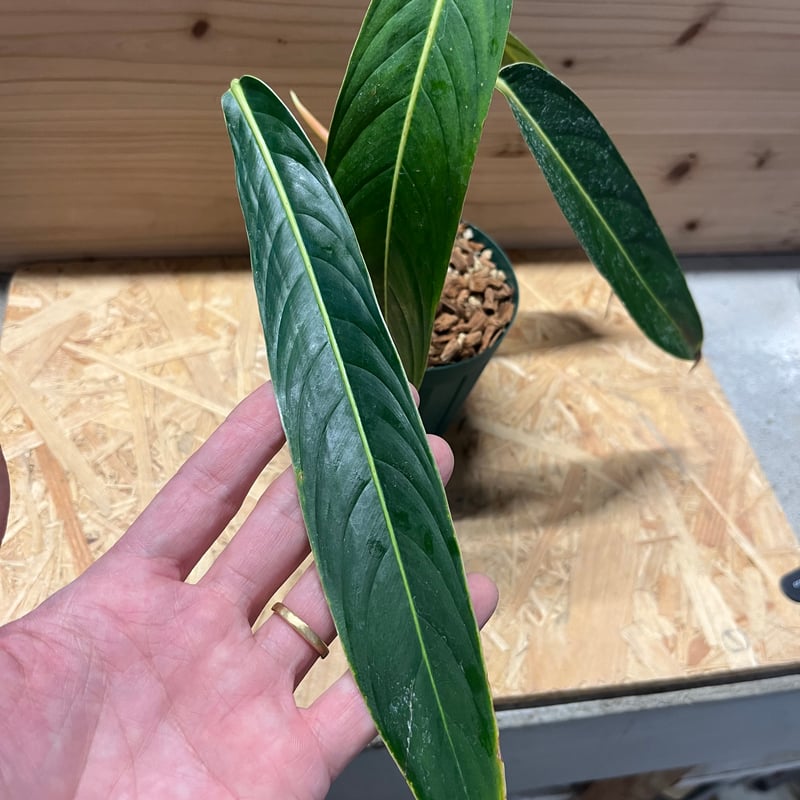 Philodendron heterocraspedon　フィロデンドロン フィロデンドロン ヘテロクラスペドン | GREEN LUCK