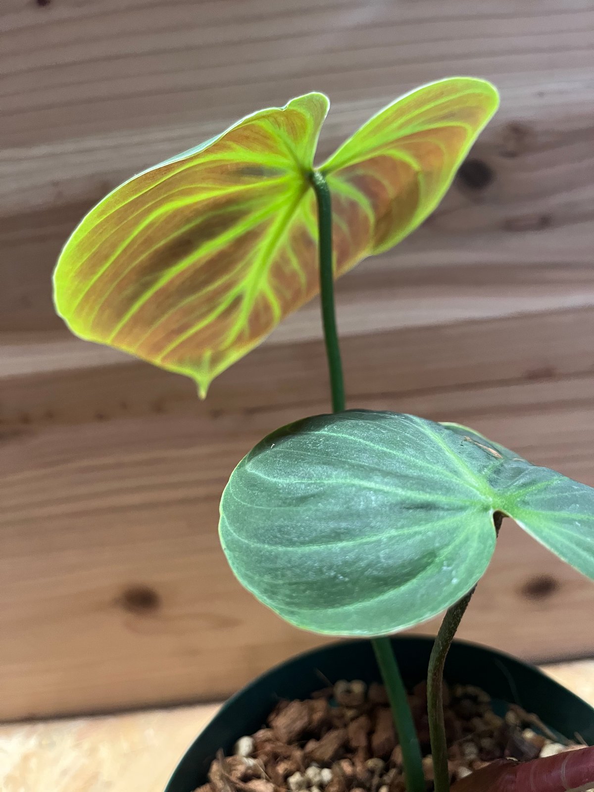フィロデンドロン ルクスリアンス チョコ | GREEN LUCK