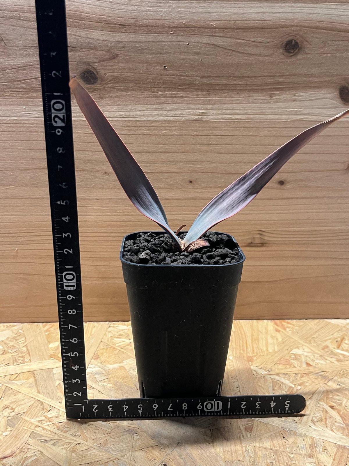 ▲訳あり価格 奇想天外 Welwitschia Mirabilis 奇想天外｜Welwitschia mirabilis – ROUTE BOTANICALS