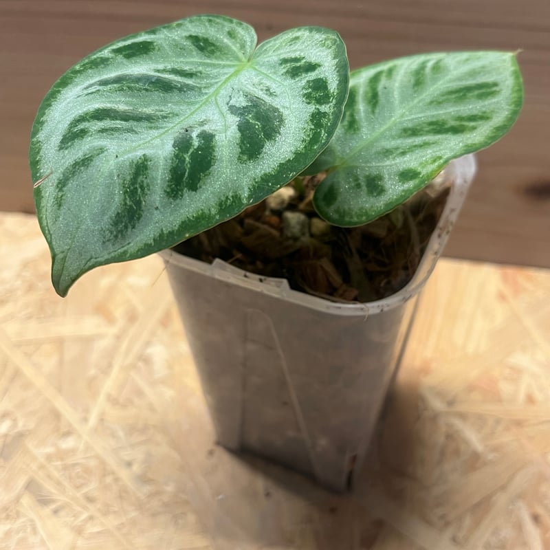 その他観葉植物 anthurium silver Chrome Anthurium silver chrome – Greenspaces.id