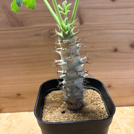 ヤトロファ　フィッシスピナ