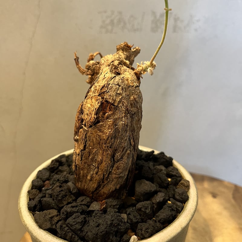 ペラルゴニウム トリステ ×伝市鉢 | GREEN LUCK