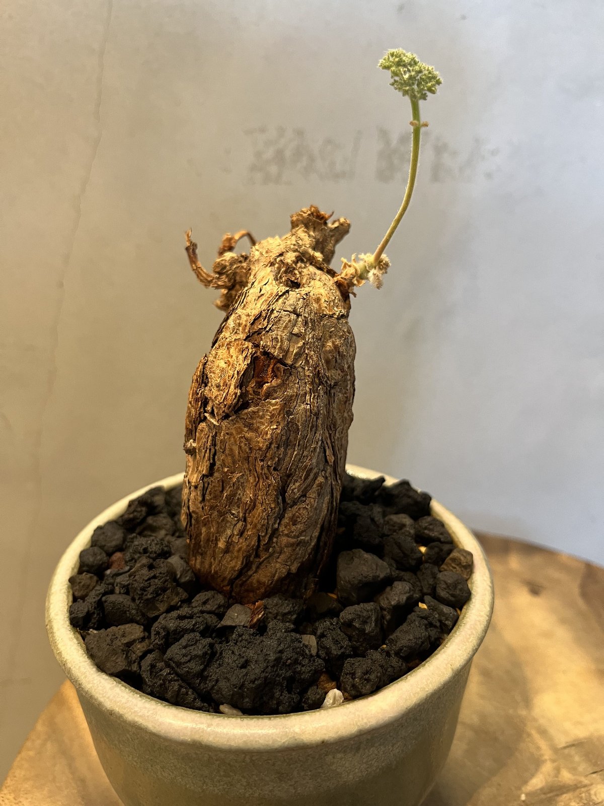 ペラルゴニウム トリステ ×伝市鉢 | GREEN LUCK