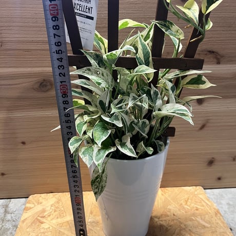 ポトス　エクセレント