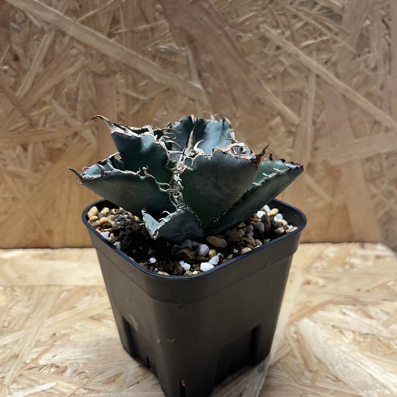 アガベ チタノタ 白鯨 | GREEN LUCK