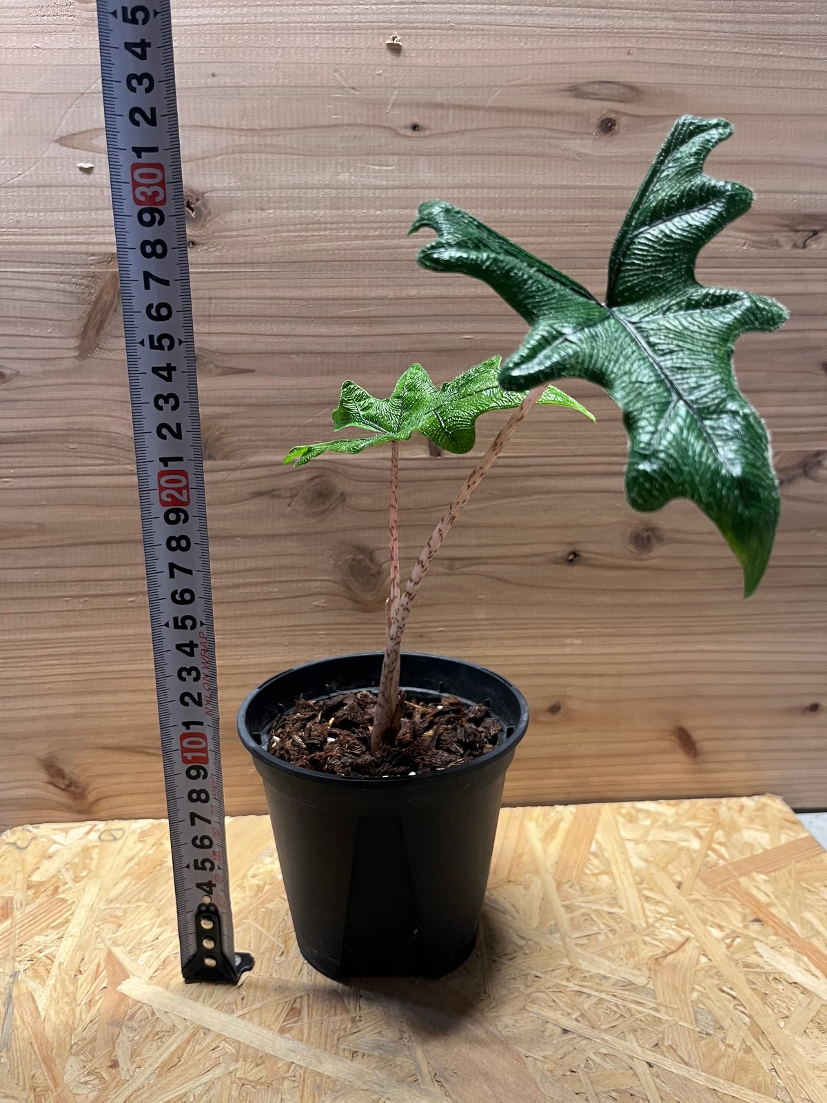 アロカシア・ジャクリン斑入り Alocasia Jacklyn var. Alocasia jacklyn アロカシア ジャクリン アロカシアジャックリン 観葉