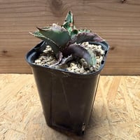 ディオーン エデュレ | GREEN LUCK