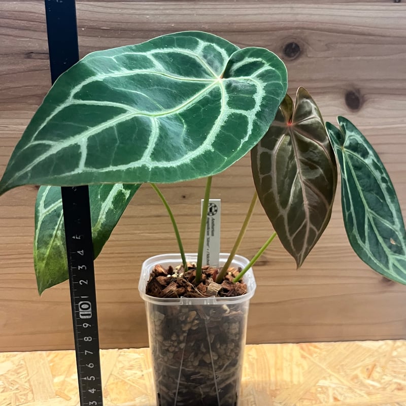 アンスリウム マグニフィカム'シルバー'×（ミシェル×ザラ）F3 | GREEN LUCK