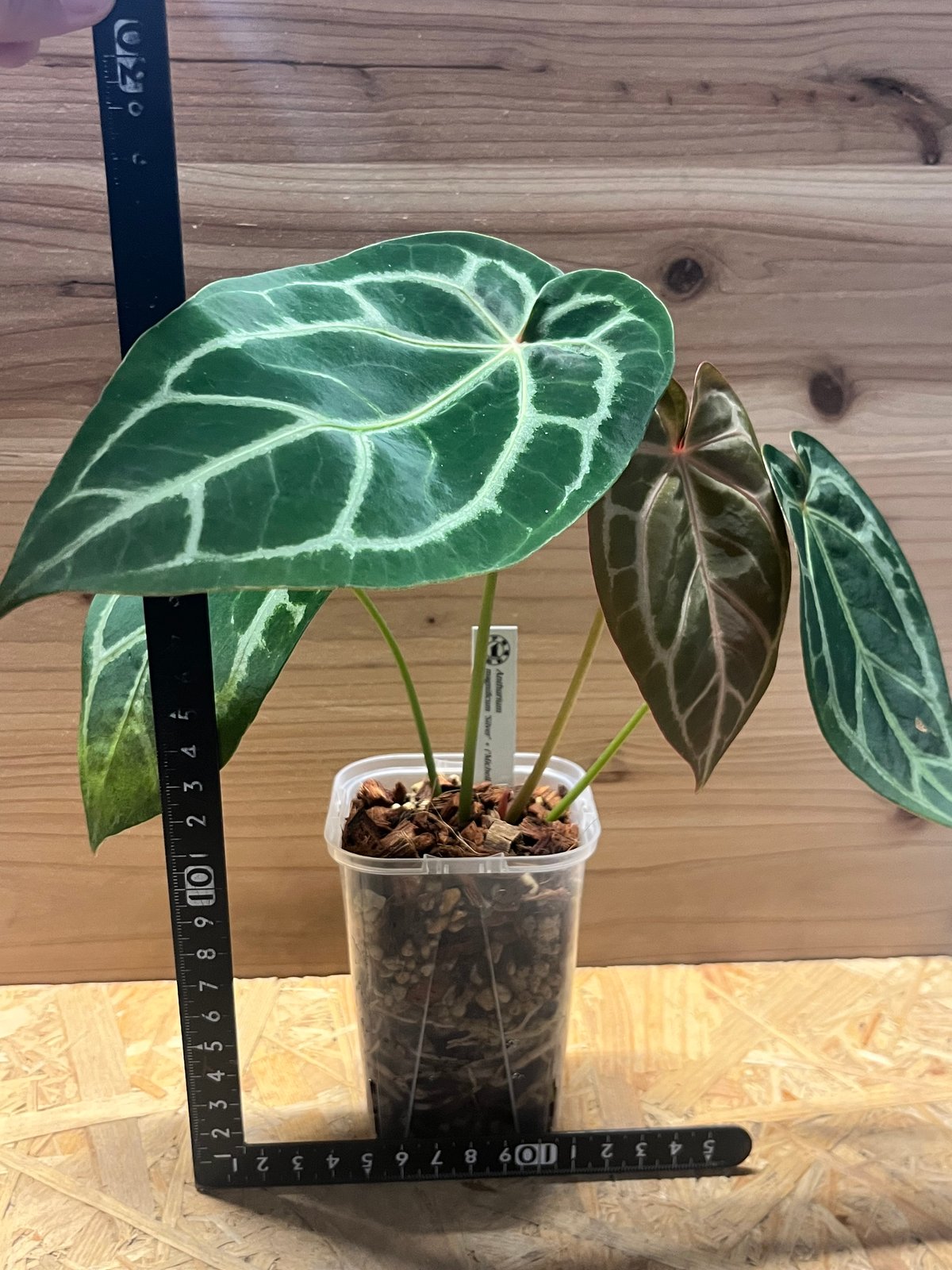 アンスリウム マグニフィカム'シルバー'×（ミシェル×ザラ）F3 | GREEN LUCK