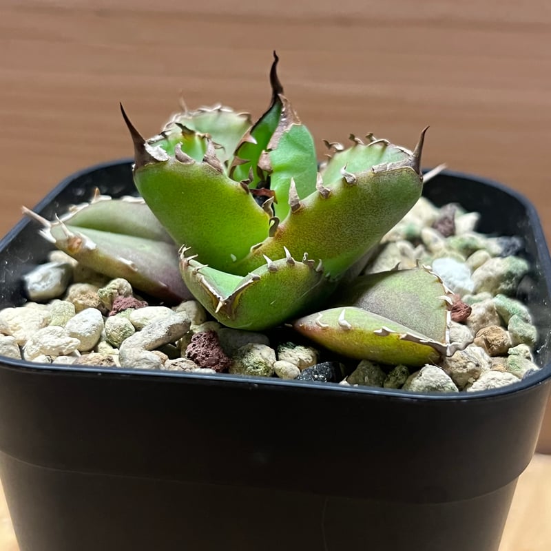 アガベ チタノタ ホワイトファイヤー | GREEN LUCK