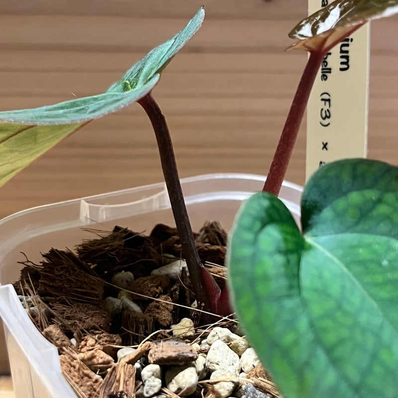 アンスリウム ザラ×ミシェル ×アントラキー 'ヤード' | GREEN LUCK