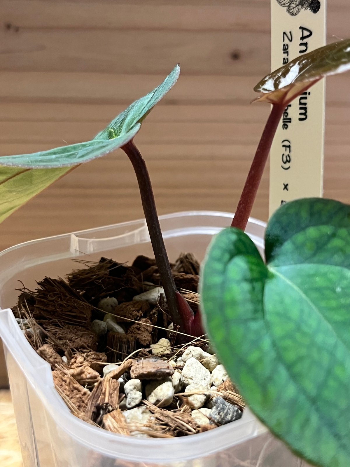 アンスリウム ザラ×ミシェル ×アントラキー 'ヤード' | GREEN LUCK