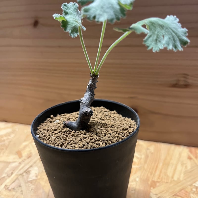 ペラルゴニウム ミラビレ | GREEN LUCK