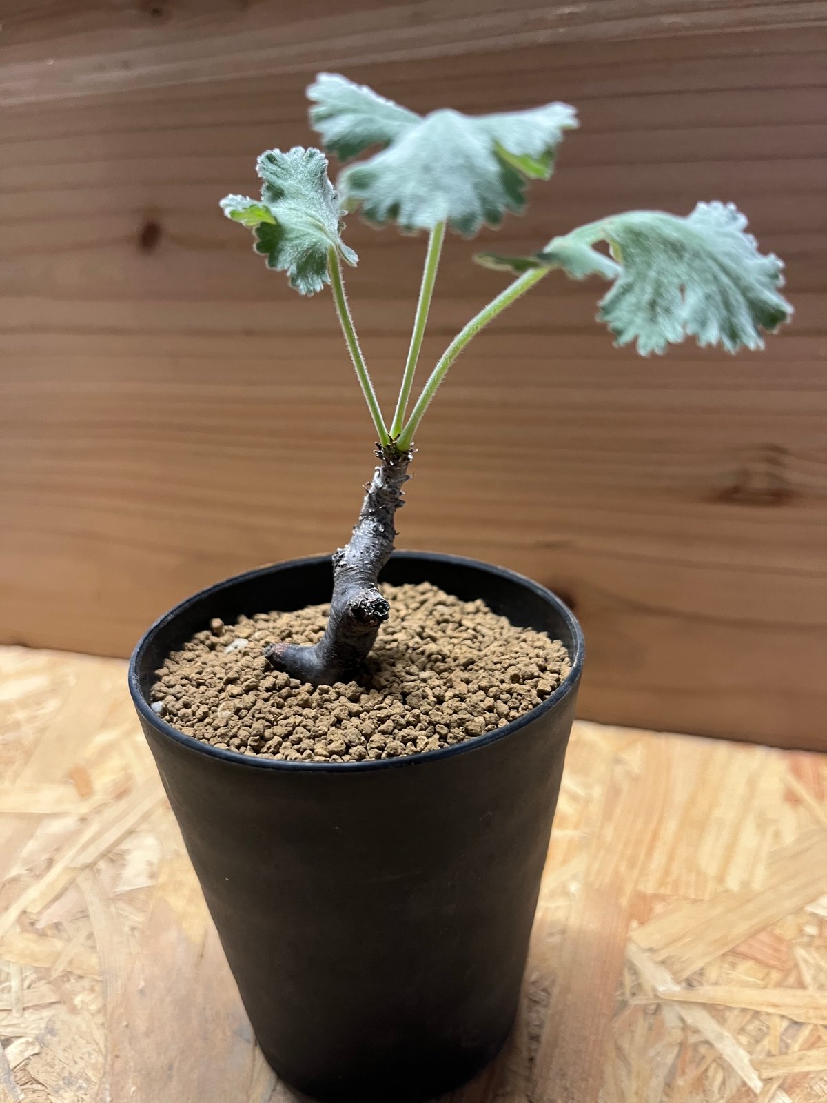 ペラルゴニウム　ミラビレ 園芸ネット本店｜ペラルゴニウム：ミラビレ（挿し木）2.5号鉢植え の