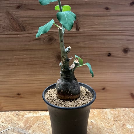 アデニアスピノーサ | STORES