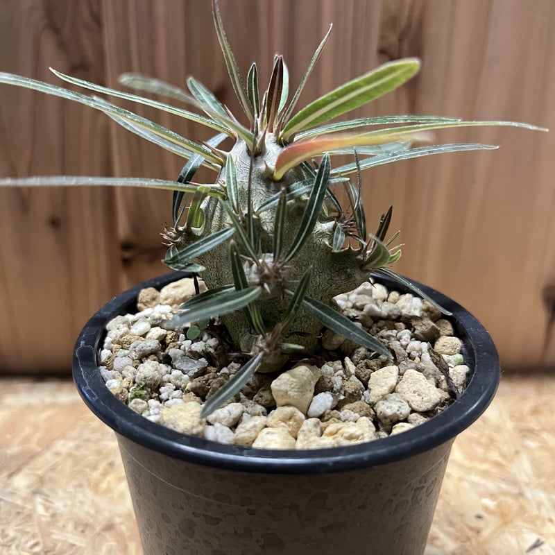 パキポディウム カクチペス | GREEN LUCK