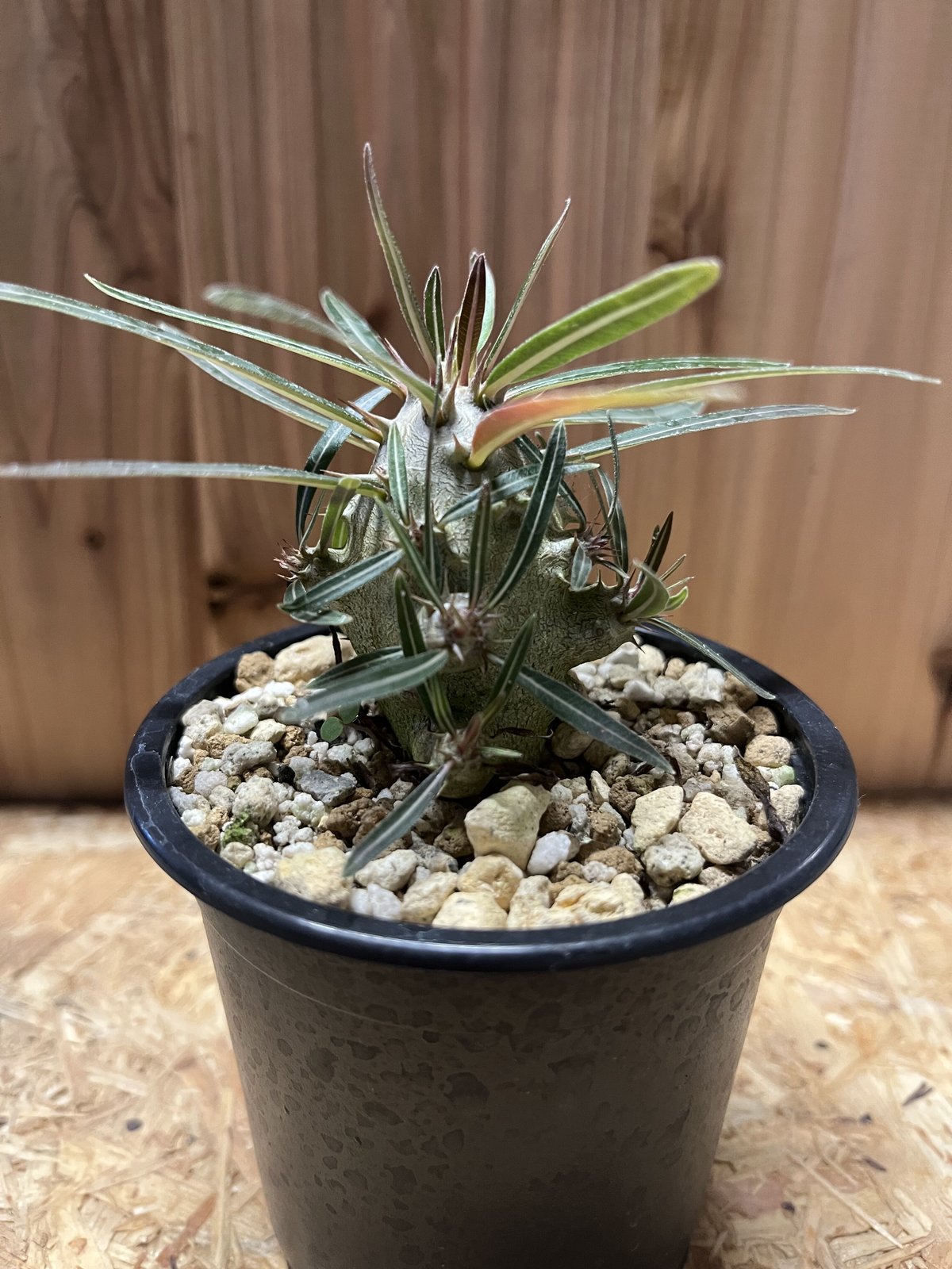 パキポディウム カクチペス | GREEN LUCK