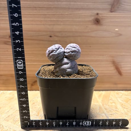 テフロカクタス　ゲオメトリクス