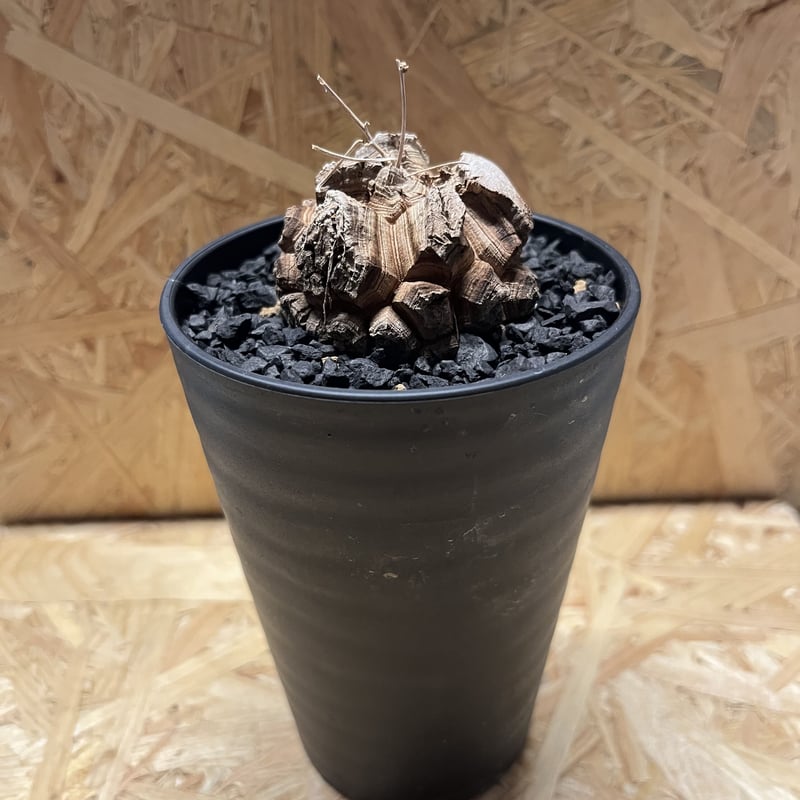 亀甲竜 ディオスコレア エレファンティペス | GREEN LUCK