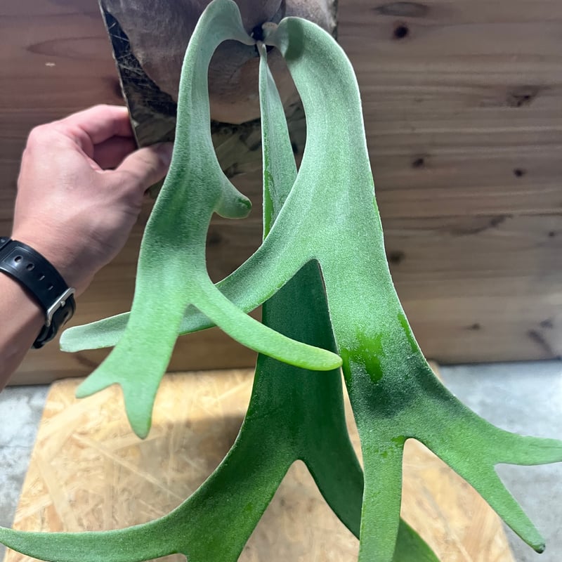 ビカクシダ ウィリンキー 'バリ' | GREEN LUCK