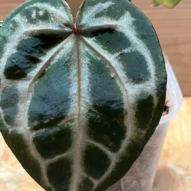 アンスリウム ワンダーボーイピンク（オリジナル）×ミシェル | GREEN LUCK