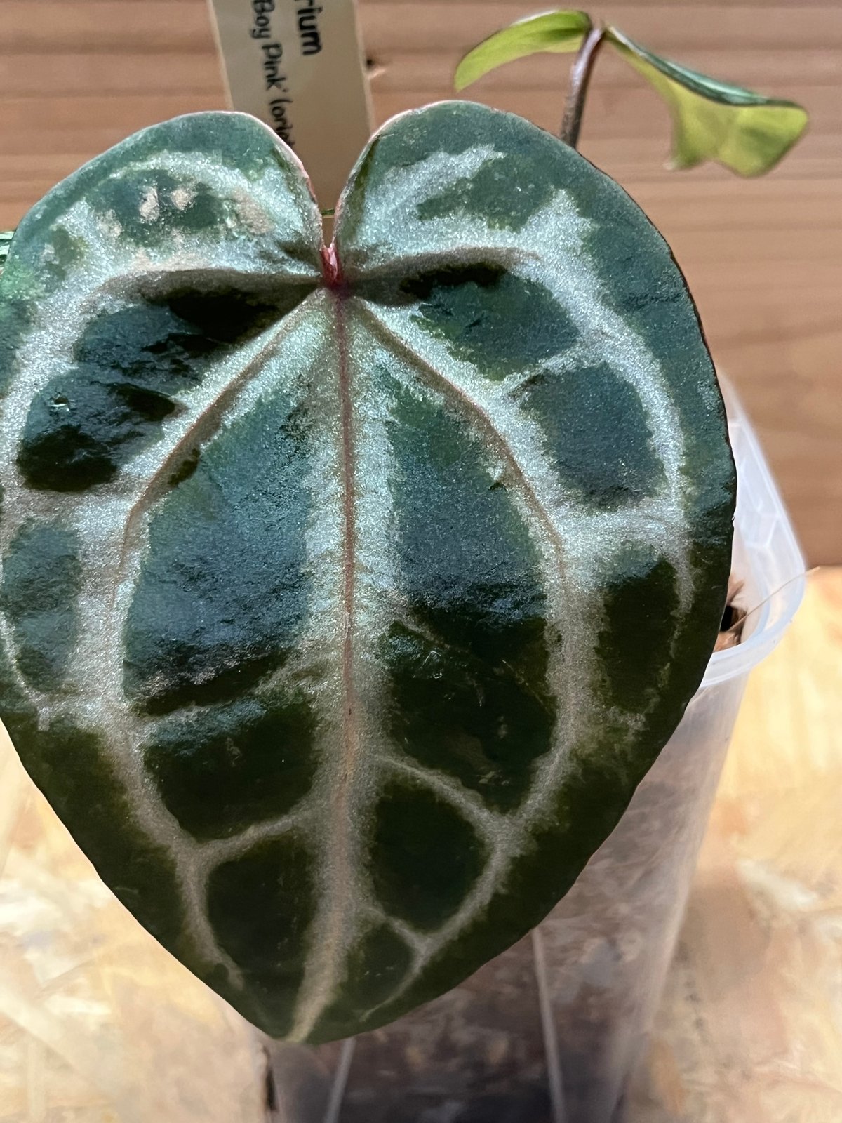 fit=scale-down,w=1200